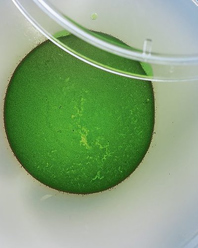 Life Sciences & Bioökonomie